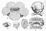 Rafflesia sketch template