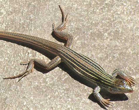 texas spotted whiptail facts  pictures