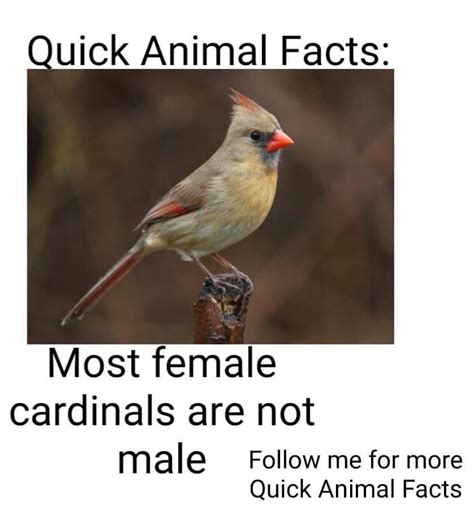 bird fact ranimalfacts