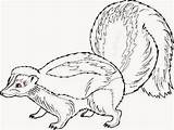 Skunk Ausmalbilder Ausmalbild Stinktiere Skunks Mofetas Fu Chachipedia Imprimir sketch template