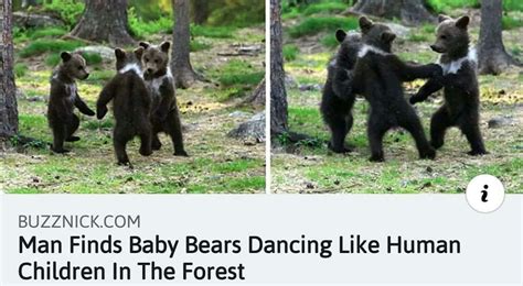 Dancing Bears R Bearsdoinghumanthings