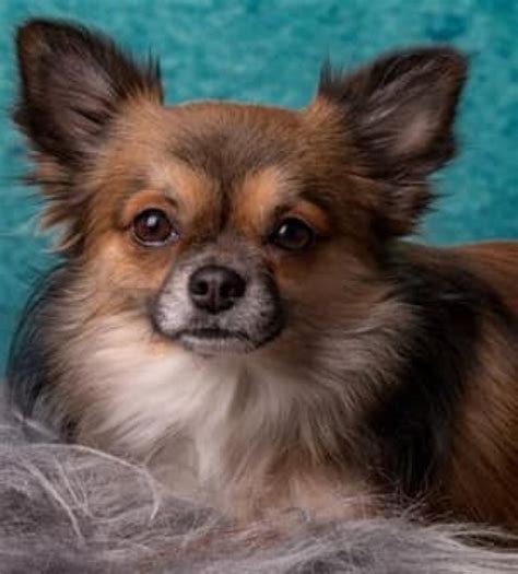 treeing tennessee brindle  long haired chihuahua breed comparison