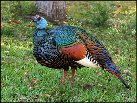 the ocellated turkey meleagris ocellata is a species of turkey