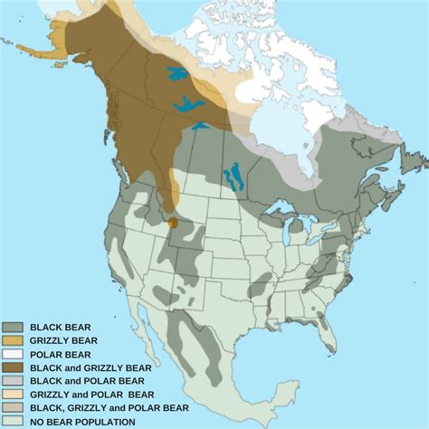 black bear grizzly bear population  distribution united states