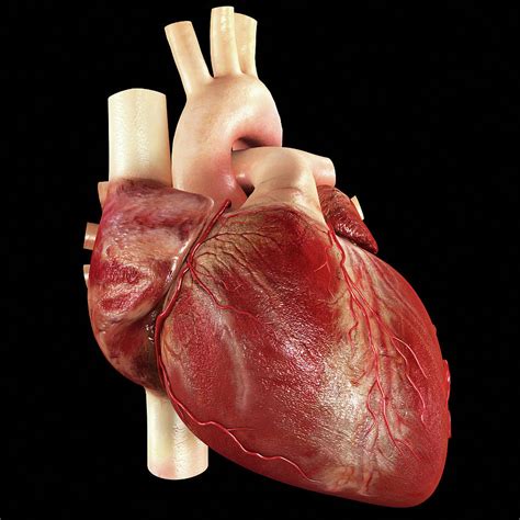 human heart  photograph  medi mationscience photo library fine