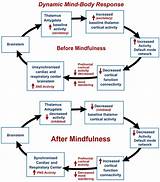 Meditation Neuroscience