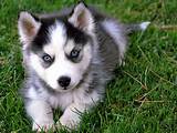 Siberian Husky Dog Training And Caring