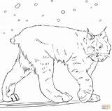 Lynx Coloring Pages Canadian Printable Cat Walking Supercoloring Drawing Marvelous Getdrawings Getcolorings Color Colorings Animal Canada Categories sketch template