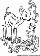 Reh Tiere Rehe Bambi Malvorlagen Malvorlage Hirsche Zeichnung Rentier Arbeitsblaetter Ausmalvorlagen Schablone sketch template