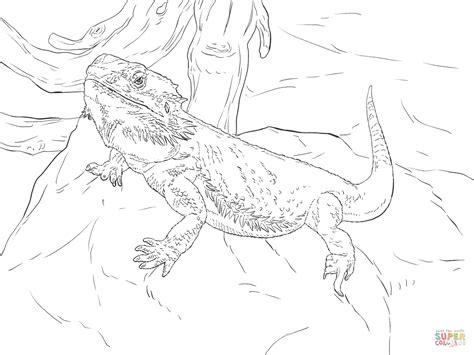 central bearded dragon coloring page  printable coloring pages