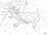 Bearded Dragon Coloring Pages Water Central Printable Color Colouring Lizard Cute Sketch Australian Animals Drawing Dragons Animal Reptiles Reptile Cartoon sketch template