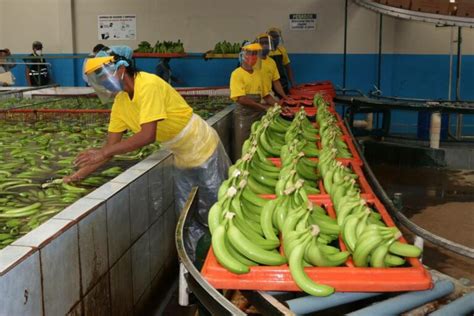 Ecuador Cinco De Los Productos Principales De Exportación Registraron