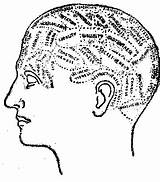 Physiognomy Whence Derived Showing Phrenological Diagram Illustration sketch template