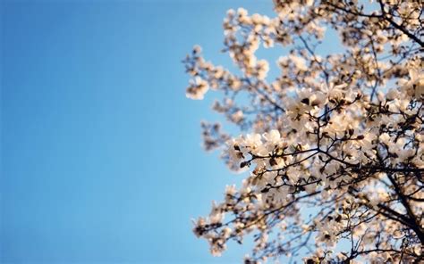 cherry blossom windows  theme themepackme