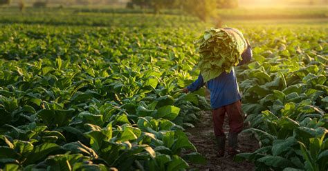 sector agrario capacidad de resiliencia  necesidad de financiamiento