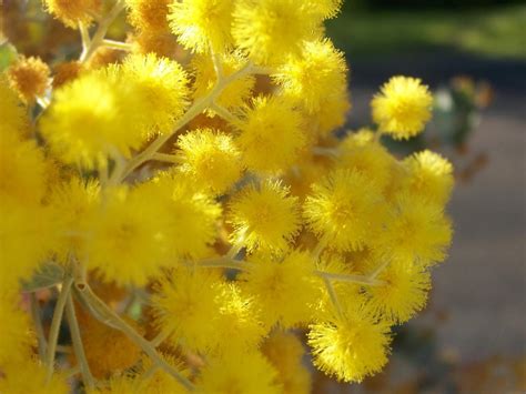 golden wattle  national flower  australia