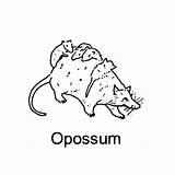 Coloring Opossum Possum Pages Getcolorings Printable sketch template