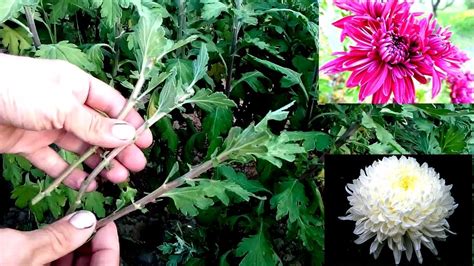 grow chrysanthemums  cutting easy   root youtube