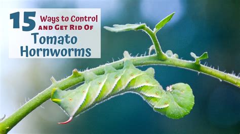 15 Ways To Naturally Control Tomato Hornworms And Get Rid