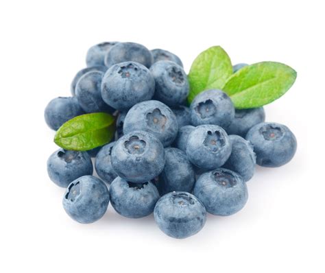 blueberry blueberries photo  fanpop