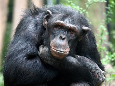research reveals  apes     person believes   false truth  news town