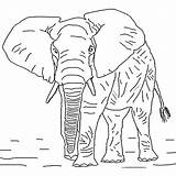 Elephant African Coloring Pages Drawings Animals Elephants Bush Coloriage Africa Drawing Previous sketch template