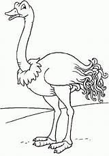Avestruz Autruche Ostrich Animais Avestruces Coloriages Aves Pintarcolorir Aprende Dibujosparacolorear Aprender Cristianas sketch template