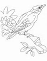 Coloring Myna Sitting Common Indian Rock sketch template