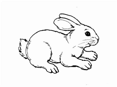 animal printouts coloring coloring pages