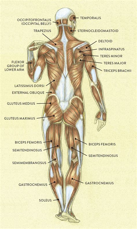 muscle  tendon characteristics classic human anatomy  motion  artists guide