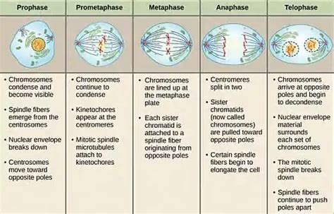 Mitosis And Its Stages In Order Prophase Metaphase Anaphase And