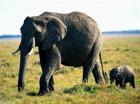 foto elefanti  sfondi pc settemuseit