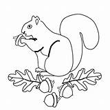 Veverita Colorat Squirrel Planse Desene Educative Trafic sketch template