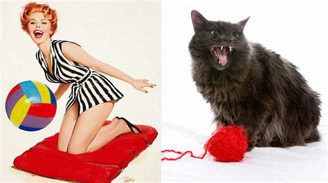 Inside The Phenomenon Of Cats That Look Like Pin Up Girls