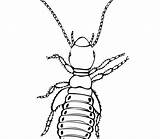 Coloring Pages Louse Insect Realistic Printable Lice Color Drawing Bulls Silverfish Chicago Bugs Damselfly Sitting Getcolorings Getdrawings Template Print sketch template