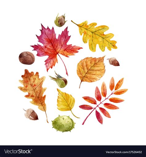 watercolor fall leaves set royalty  vector image