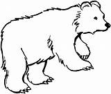 Bear Coloring Pages Outline Animals Kermode Animal Outlines Clipart Drawing Color Wild Colouring Cliparts Printable Hunting Bears Duck Grizzly Print sketch template