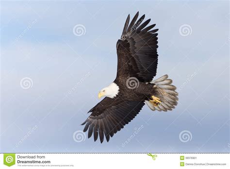 North American Bald Eagle Soaring Stock Image Image Of
