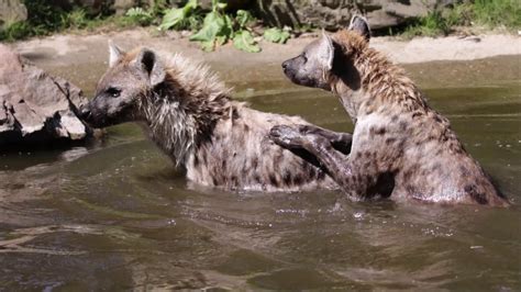 safaripark beekse bergen hyenas  het water youtube