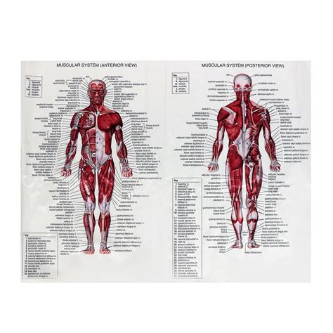 spierstelsel poster anatomie grafiek menselijk lichaam educatieve zijd dennisdealcom