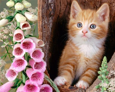 wallpapers beautiful cats hd wallpapers