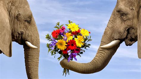 il mondo   giardino il linguaggio segreto degli elefanti