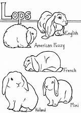 Lop Bunnies Rabbits Animalscoloring sketch template