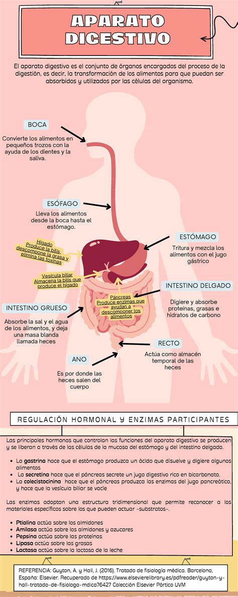 Act 4 Infografia Sistema Digestivo RegulaciÓn Hormonal Y Enzimas