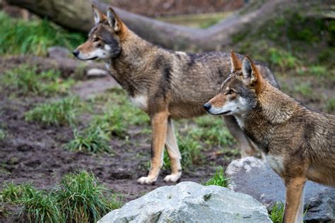 red wolves  emergency protection conservationists  timber