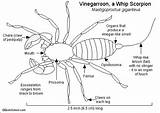 Scorpion Whip Vinegar Enchantedlearning Arachnid sketch template