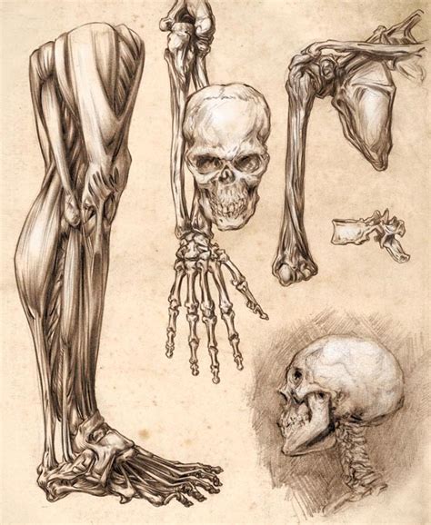 design context ougd research   human anatomy