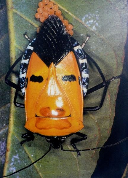 bug  human face  nizha farhan abdul rahman artwantedcom