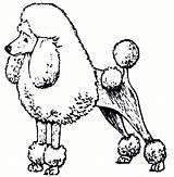 Poodle Coloring Pages Dog Clipart Poodles Cartoon Draw Standard Drawing Printable Skirt Size Cliparts Drawn Print Clip Template Library Sheets sketch template