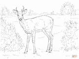 Deer Coloring Pages Tailed Printable Moose Drawing Supercoloring Choose Board sketch template